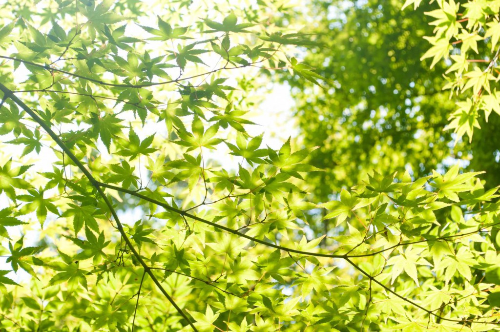 水平と光の一直線は一緒？