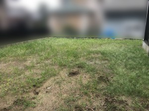 草ぼうぼうの庭