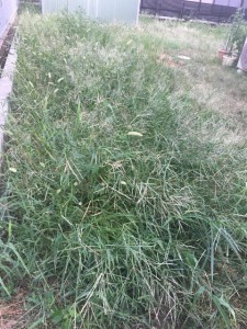 草