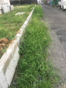 側溝も草ボウボウ