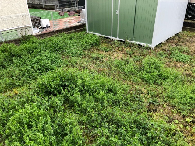 草むしり前