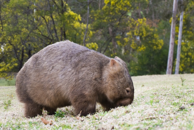 野生のウォンバット